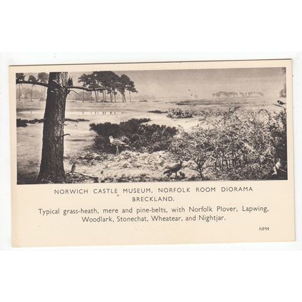 Norwich Castle Museum Norfolk Room Diorama Breckland Postcard