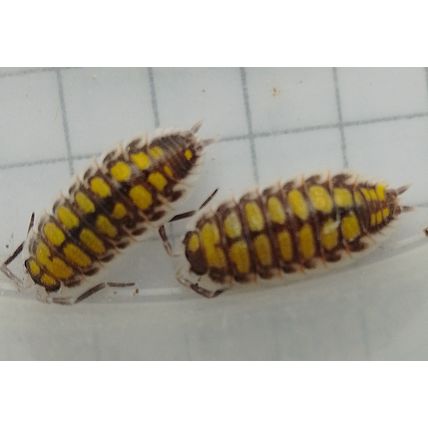 10 Porcellio Haasi High Yellow Isopods Medium ~1.5cm And Spares Live Food