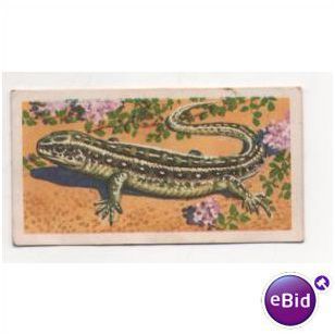 1958 Brooke Bond & Co. Ltd Tea card British Wild Life No.40 The Sand Lizard