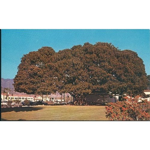 USA PC - Moreton Bay Fig Tree, Santa Barbara, California - Plastichrome P49115