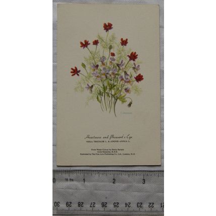 old postcard Heartsease & Pheasant's Eye Flowers