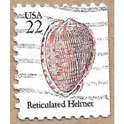 Reticulated Cowrie-Helmet 12420