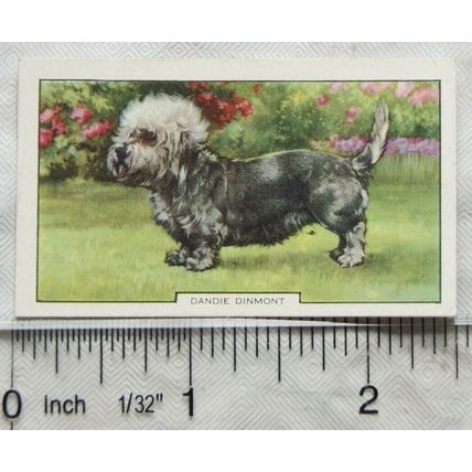 1938 Gallaher Dogs 2nd Series No. 36 Dandie Dinmon