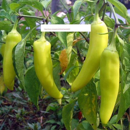 Sweet Banana Pepper Seeds - NON-GMO - Vegetable Seeds - BOGO