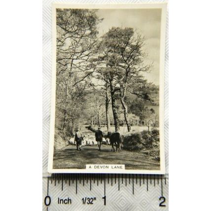 1938 Senior Service Our Countryside 48 A Devon Lane
