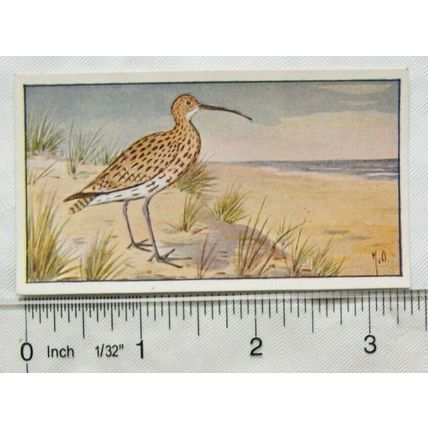 1920s Lente card No. 125 Wulp, curlew