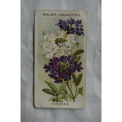 1913 Wills Old English Garden Flowers 2nd series No. 5 Verbena