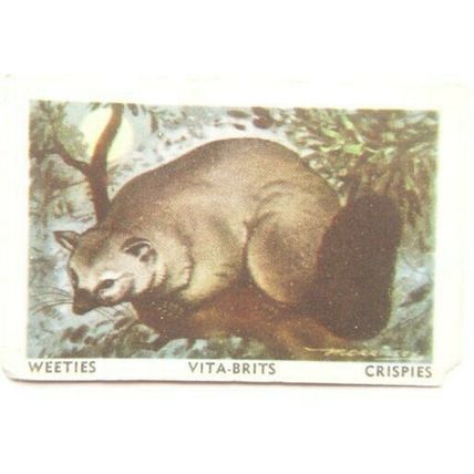 Australian Vitabrits Weeties Animals of World 55 Possum