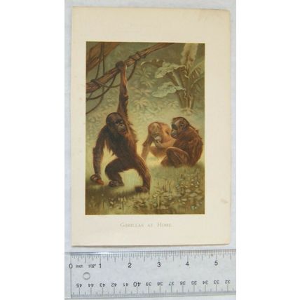 Coloured illustration: Gorillas at Home