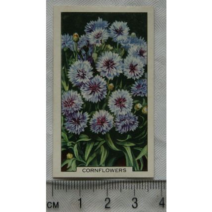 1938 Gallaher's Garden flowers No. 2 Cornflowers