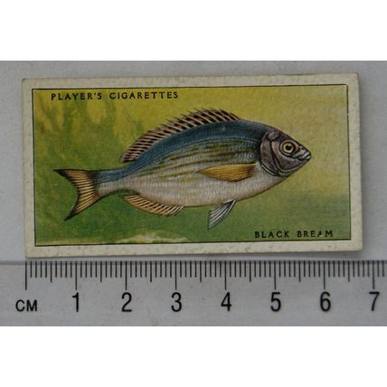 1935 Players Sea Fishes No. 28 Black Bream