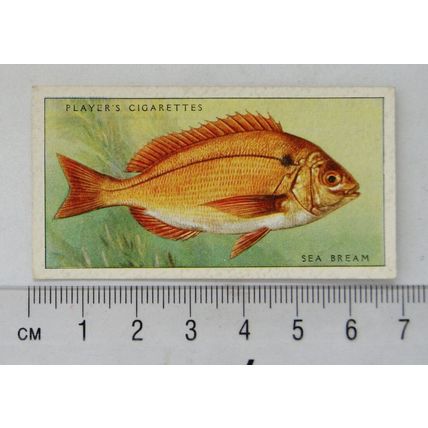 1935 Players Sea Fishes No. 27 Sea Bream