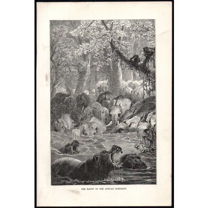 HAUNT OF THE AFRICAN ELEPHANT 1894 Josiah Wood Whymper VICTORIAN ENGRAVING