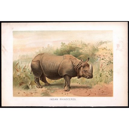 INDIAN RHINOCEROS 1894 Pierre Jacques Smit VICTORIAN CHROMOLITHOGRAPH
