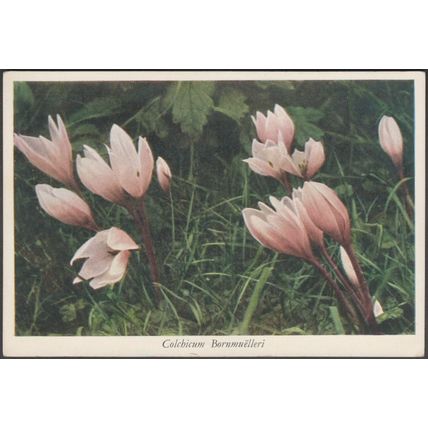 Colchicum Bornmuëlleri, c.1940s - My Garden Postcard