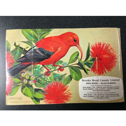 1963 Brooke Bond Album 6 Red Rose Tea 48 Cards Full Booklet Tropical Birds
