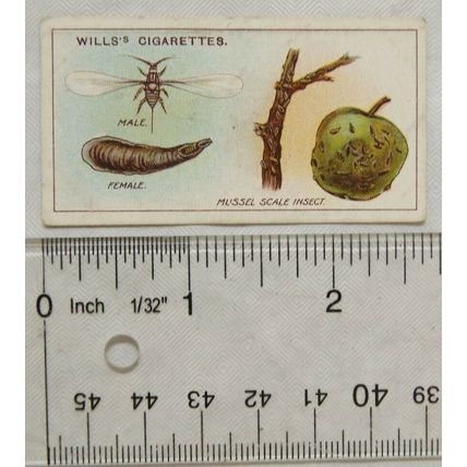 1915 Wills Garden Life No. 40 Mussel Scale Insect
