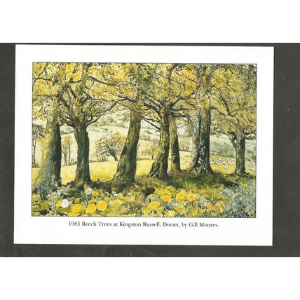 Postcard Dorset Kingston Russell Beech Trees