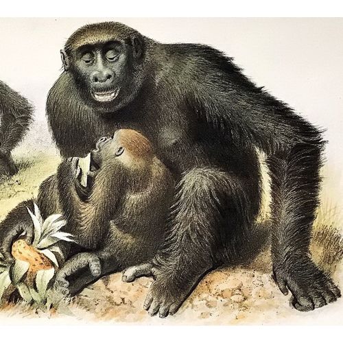 GORILLA 1865 J Wolf antique Print Lithograph Animal Art Decor Orig poster monkey