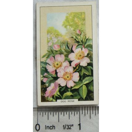 1939 Gallaher's Wild flowers No. 1 Dog Rose