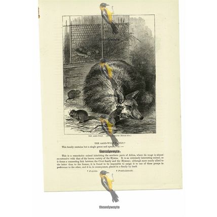 Aard Wolf, Book Illustration (Print), 1884
