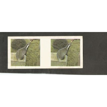 Weetabix 3D Cards 1961 Our Pets #11 Badger