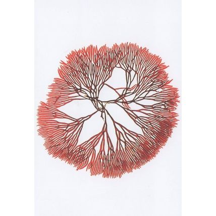 Rare Red Seaweed Scinaia Forcelleta London Museum Postcard