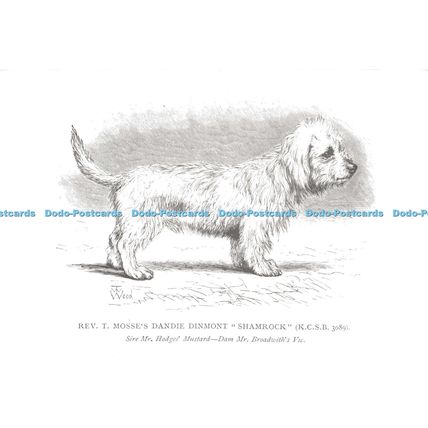 D026861 Rev. T. Mosses Dandie Dinmont. Shamrock. Sire Mr. Hodges Mistard. Dam Mr