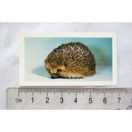 1960 Horniman's Tea card Pets No. 12 Hedgehog