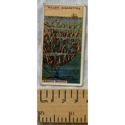 1928 Wills Wonders of the Sea No. 44 A Gigantic Seaweed
