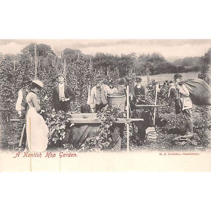 A Kentfish Hop Garden : Friths series printed postcard