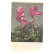 CYCLAMEN flowers Swiss unused vintage postcard =