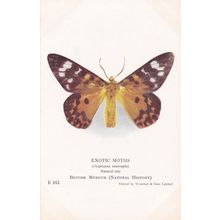 Parides Vercingetorix Exotic Swallowtail Old Butterfly Butterflies Postcard