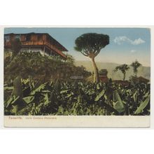 Tenerife. Valle Orotava Platanera early 20th C. RPPC Spain Nobrega 4148