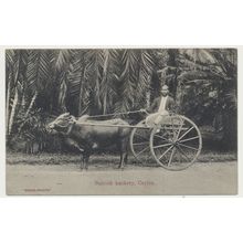 Ceylon Sri Lanka Bullock Hackery (Ox cart) Early 20th C. RPPC Skeen
