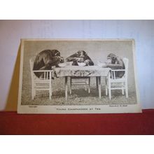 YOUNG CHIMPANZEES AT TEA used postcard by LONDON ZOO photo by F W Bond 1933 pm =