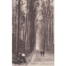Tervueren Man Reading Newspaper Sous Bois Dans Le Parc Belgium Old Postcard