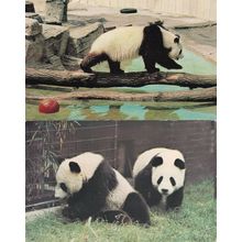 Giant Panda At The Zoo Chia Chia London 2x Postcard s