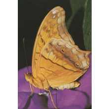 Vindula Arsinoe Cruiser Butterfly Postcard