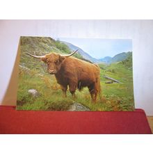 WEST HIGHLAND OR KYLOE CATTLE, SCOTLAND unused postcard (a) =