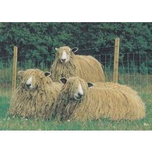Leicester Longwool Sheep Lamb Survival Breeds Rare Postcard