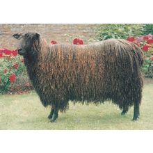 Pilgrims Prospero Black Wensleydale Ram Sheep Postcard