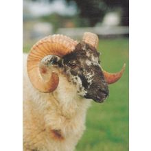 Boreray Ram Sheep Lamb Postcard
