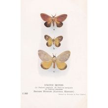 Dalcera Semirufa Dalceridae Moths Antique Exotic Moth Postcard