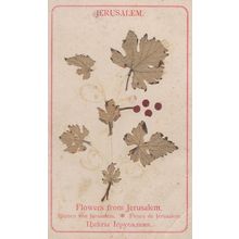 Dried Flowers From Jerusalem Antique Plain Back Postcard