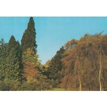 Wigmore Circle + Betula Pendula Arboretum 1970s Hereford Postcard