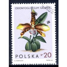 POLAND 1965, Orchids - Odontoglossum Grande, 20 G, CTO (2)