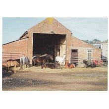 Alternative Horse Animal Sanctuary Lincoln Fundraising Postcard