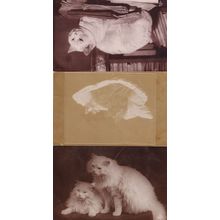 This Is My Cat 3x Antique Cats Real Photo + French Zoo Postcard s