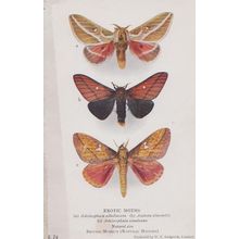 Adelocephala Albolineata Sinaloana Old Antique Moth Rare London Museum Postcard